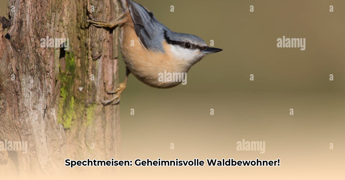 spechtmeise